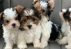 Because parti yorkies are purebred yorkies, they have all of the special personality traits of the traditional colored yorkies, with the additional benefit of their gorgeous, distinctive hair color. Loving And Loyal Is The Eye Catching Parti Yorkie Right For You K9 Web