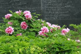 Tree peonies make a striking addition as accent plants beside a driveway or path. Mxf5w8lmuthwjm