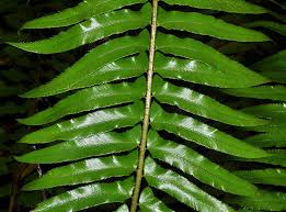 Image result for Polystichum