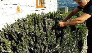 Image result for rosemary pruning