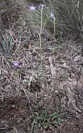 Image result for Wahlenbergia huttonii