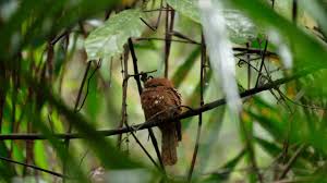 And we hope to find large, gould's. Blyth S Frogmouth In Malaysia Rainforest Youtube