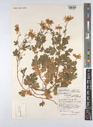 Image result for Chrysanthellum indicum