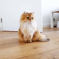 Dunyadaki Tum Kedi Populasyonunun Asik Olabilecegi Guzellikteki Kediyle Tanisin Smoothie Onedio Com