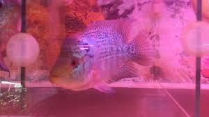 Ikan louhan merupakan jenis ikan hias yang mudah dipelihara. Sempat Redup Kini Jenong Ikan Louhan Mulai Dilirik Lagi