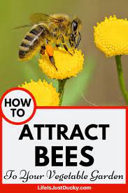 Maybe you would like to learn more about one of these? Plant Flowers That Attract Bees Life Is Just Ducky