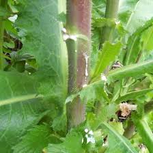 Image result for Lactuca glandulifera