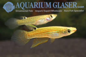 It is found in sita and swarna river systems in the western ghats of (2006). Fish Archives Page 4 Of 261 Aquarium Glaser Gmbh