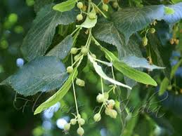 From the bark of the tree the fibers were extracted and were used to support the grape wine or the fruit trees. Tilia Platyphyllos Large Leaf Lime