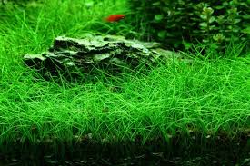 Image result for Eleocharis naumanniana