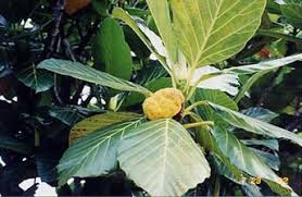 Image result for Artocarpus