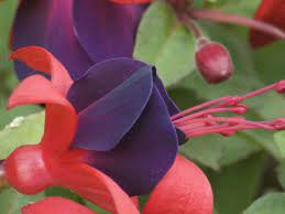 Fuchsia Fruit Fuchsia Plant Fuchsia Fruit