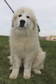 Muttsavers Rescue Great Pyrenees Great Pyrenees Dog Top Dog Breeds
