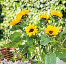 Tipp Hast Du Sonnenblumen Im Garten Dÿœ Dann Kannst Du Ganz Einfach Vogelfutter Herstellen Verbla Hte Sonnenblume Ab In 2020 Vogel Kuchen Sonnenblumen Vogelfutter