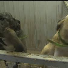 Dog racing could soon end in Council Bluffs