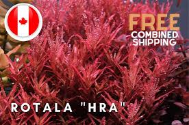 Image result for Rotala fontinalis