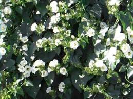 Image result for Turbina longiflora
