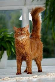 Cat Body Language What Do Tail Twitching And Chin Rubbing Mean Cattime Pretty Cats Cats Dog Cat