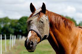 Fly Free 14 Best Horse Fly Sprays Brand Name Homemade