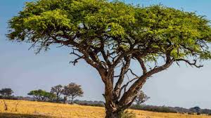 Image result for Acacia chariessa