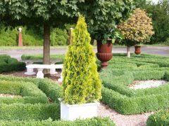 Janed gold arborvitae would be an excellent choice for a colorful container planting or as an accent on corners or at entryways. Thuja Highlights Janed Gold Planthaven International
