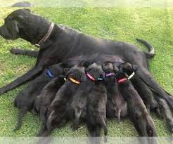 We offer 24 month full health. View Ad Labrador Retriever Litter Of Puppies For Sale Near Texas Fort Worth Usa Adn 128684