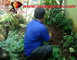 Cara membuat kolam ikan sendiri di area taman rumah. Belajar Membuat Taman Sendiri