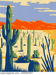 In its natural environment, the saguaro can reach maximum heights of 60 feet. Wpa Poster Art Saguaro Image Photo Free Trial Bigstock
