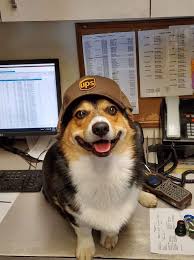 Ups Drivers Meets Animals Dogs Pet Dogs Animals Puppy Kisses