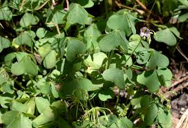 Image result for Oxalis semiloba
