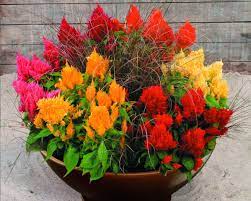 Celosia Argentea Plumosa Pampas Plume Container Gardening Flowers Planting Flowers Plants