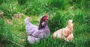 Check spelling or type a new query. 7 Ways To Keep Chickens Out Of Your Garden