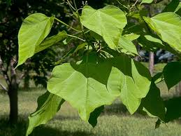 Image result for Catalpa