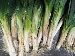 Image result for phytomyza gymnostoma