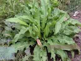 Dogada Cokca Bulunan Sifali Otlar Faydalari Youtube Sifali Otlar Bitki Otlar