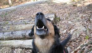 Der hundebesitzer sollte zunächst die ausgangssituation verstehen, warum der hund eigentlich bei jedem geräusch im garten bellt. Hundegebell Aus Nachbars Garten Www Dogs Consulting De