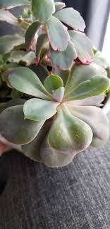 Jade plants, also known as crassula ovata, are very popular succulent houseplants. Cat Owner Here Is This A Jade Plant Also Succulent Noob Need To Know Bc Jade Is Poisonous To Cats Succulents