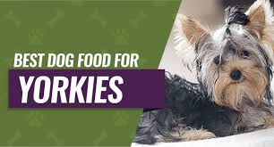 Best Dog Food For Yorkies 5 High Quality Food Choices