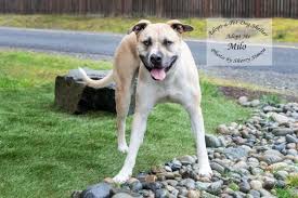 Travel guide for pet friendly vacations and getaways to shelton, washington. Adopt A Pet Dog Of The Week Milo Thurstontalk