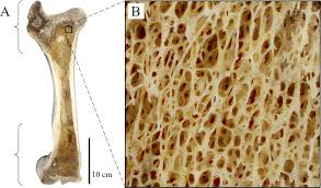 In the centers of these bones is bone marrow which makes blood cells. Cancellous Bone And Theropod Dinosaur Locomotion Part I An Examination Of Cancellous Bone Architecture In The Hindlimb Bones Of Theropods Peerj