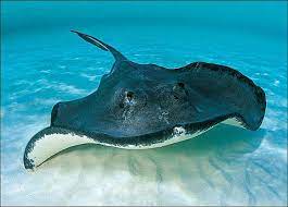 Stingrays have broad fins that run the full length of their bodies, giving them a flat, roundish shape. Stingray Strikes On The Rise In Corolla The Virginian Pilot