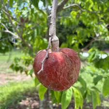 Image result for Annona reticulata