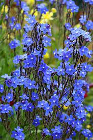 Its fragrant flowers attract all sorts of butterflies which vigorously pick up. Anchusa Azurea Alkanet Long Lived Drought Tolerant Tough As Nails Annie S Annuals Anchusa Annie Azureaalkanet D In 2020 Perennials Plants Beautiful Flowers