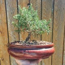 Image result for rosemary bonsai