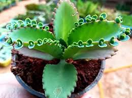 Image result for Bryophyllum