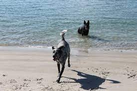 Topsail Beach Off Leash Dog Beach Dog Beach Topsail Beach Dog Leash