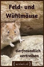 Das Hilft Wirklich Gegen Wuhlmause Im Garten Wuhlmause Tierfreundlich Vertreiben Garten Wuhlmaus Vertreiben Pflanzen Gegen Wuhlmause
