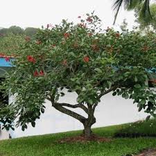 Berdasarkan jenisnya, saya akan membagi dengan pengalaman saya mencoba jenis rokok ini. 20 Pilihan Pokok Pokok Teduhan Berbunga