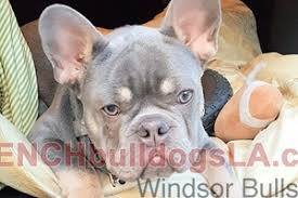 Super cute male lilac/fawn tan points carrier french bulldog puppy, owen, is waiting for you! Lilac French Bulldog Stud Emperor French Bulldogs La