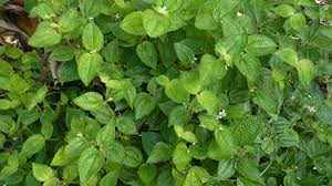 Image result for Blotiella crenata